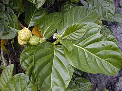 Lišće, cvijeće i plod voćke Noni