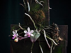 Phalaenopsis wilsonii