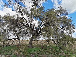 Alectryon oleifolius