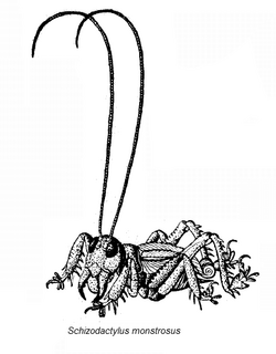 Schizodactylus monstrosus