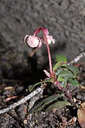 Chimaphila umbellata, Wenatchee Mountains