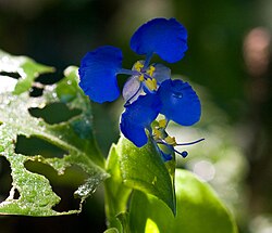 Commelina communis