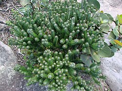 Lychnophora triflora