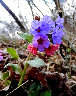 ljekoviti plućnjak, Slovačka