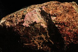 Hildenbrandia crouaniorum