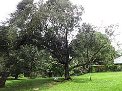 Kayea stylosa (sin. Mesua stylosa)