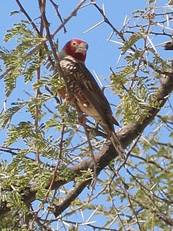Amadina erythrocephala (mužjak)