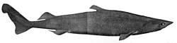Z. squamulosus