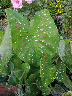 Caladium humboldtii