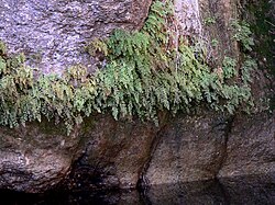 Venerina kosa, A. capillus-veneris