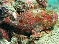 Antennarius coccineus