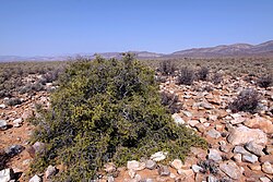 Carissa haematocarpa