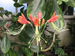 Eucrosia bicolor, Huntington Gardens, Los Angeles