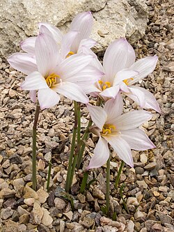 Habranthus martinezii