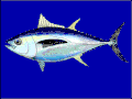 Thunnus obesus