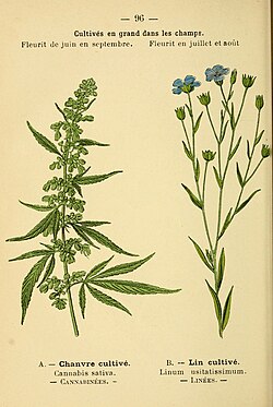C. sativa, ilustracija