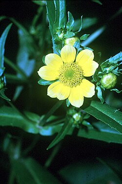 Bidens cernua