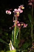 Chimaphila umbellata