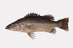 Polyprion oxygeneios