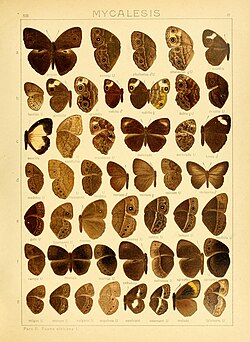 Bicyclus auricruda je 4. leptir u 3. redu