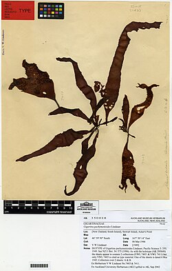 Gigartina pachymenioides