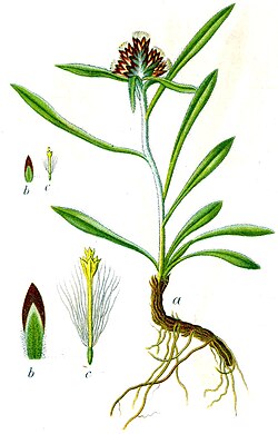 Omalotheca supina ili Gnaphalium supinum