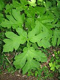 Heracleum sphondylium var. nipponicum