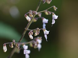 Isodon lophanthoides