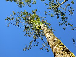 Brunellia comocladifolia