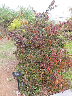 Carissa macrocarpa