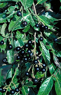 Cryptocarya hypospodia