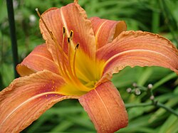 H. fulva, Hemerokalis, divlji ljiljan