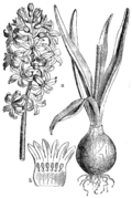 Hyacinthus orientalis, ilustracija