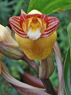 Acanthophippium mantinianum