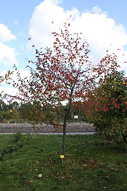 × Amelasorbus raciborskiana