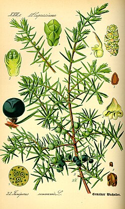 Juniperus communis