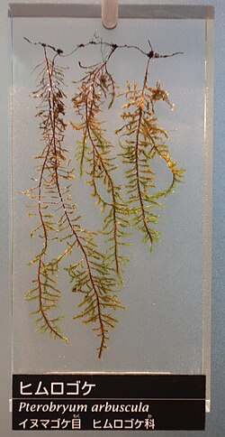 Pterobryum arbuscula