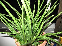 Sansevieria suffruticosa