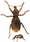 Anagotus turbotti