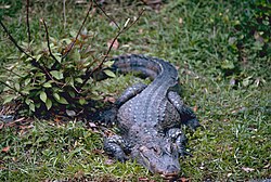 Kineski aligator (Alligator sinensis)