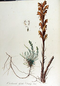 Orobanche caryophyllacea (sin. Orobanche galii)