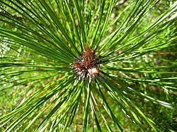 Pup Pinus densata