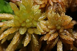 Sphagnum teres