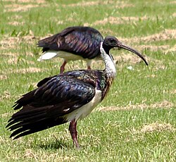 Australski ibis