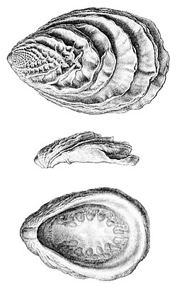 Tryblidium reticulatum