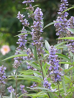 V. agnus-castus