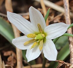 Amana erythronioides