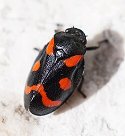 crno-crveni pjenušasti cvrčak, Cercopis arcuata