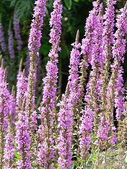 Lythrum salicaria