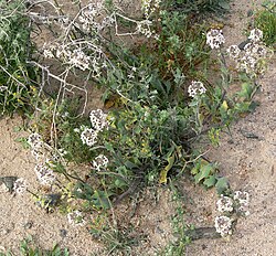 Dithyrea californica, jedan od predstavnika reda Brassicales